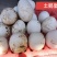 土鹅大白鹅鹅蛋农户家五谷杂粮喂养品质保证欢迎选购
