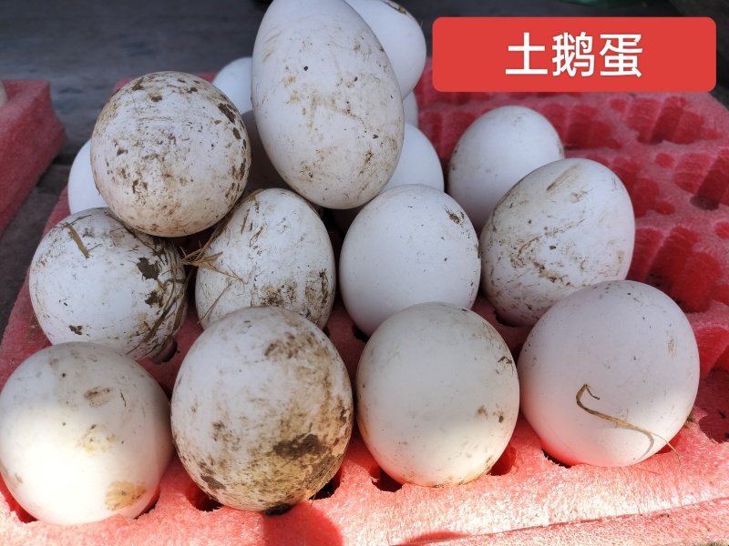 土鹅大白鹅鹅蛋农户家五谷杂粮喂养品质保证欢迎选购