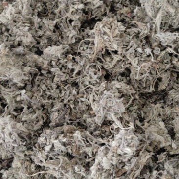 正月绵茵陈干货