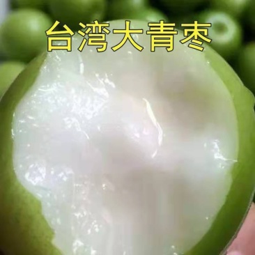 青枣苗.台湾牛奶青枣.果大洁白无渣30至50公分高