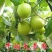 青枣苗.台湾牛奶青枣.果大洁白无渣30至50公分高
