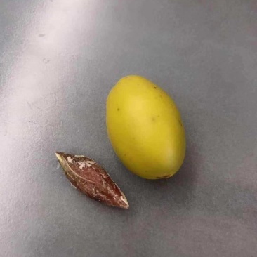 橄榄树苗(纯正品种三棯橄榄苗)原生苗嫁接(原土球发货)