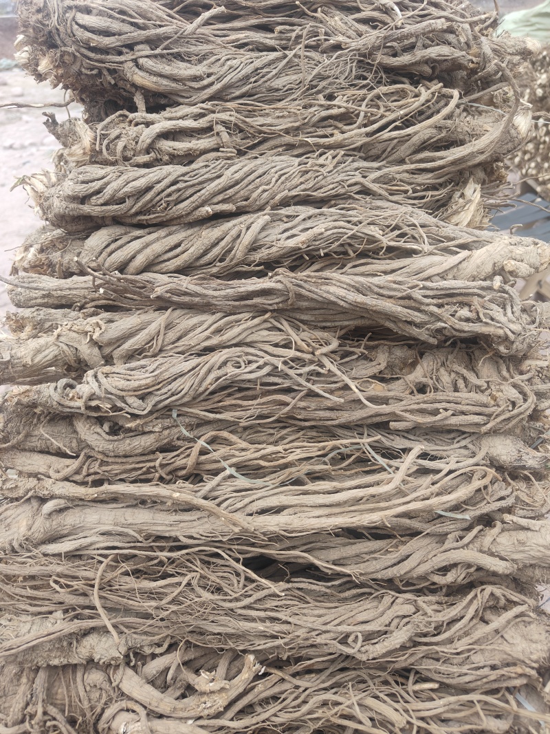 长期供应大量优质当归量大从优欢迎联系