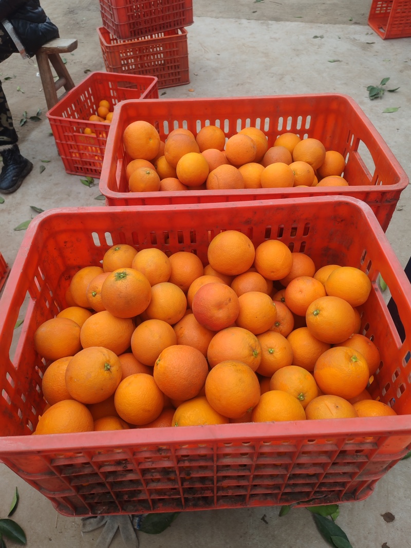 四川血橙精品橙子产地直发皮薄多汁量大从优对接全国