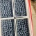 精品【山东蓝莓】H5，F6，L25，L11，H5规格齐全