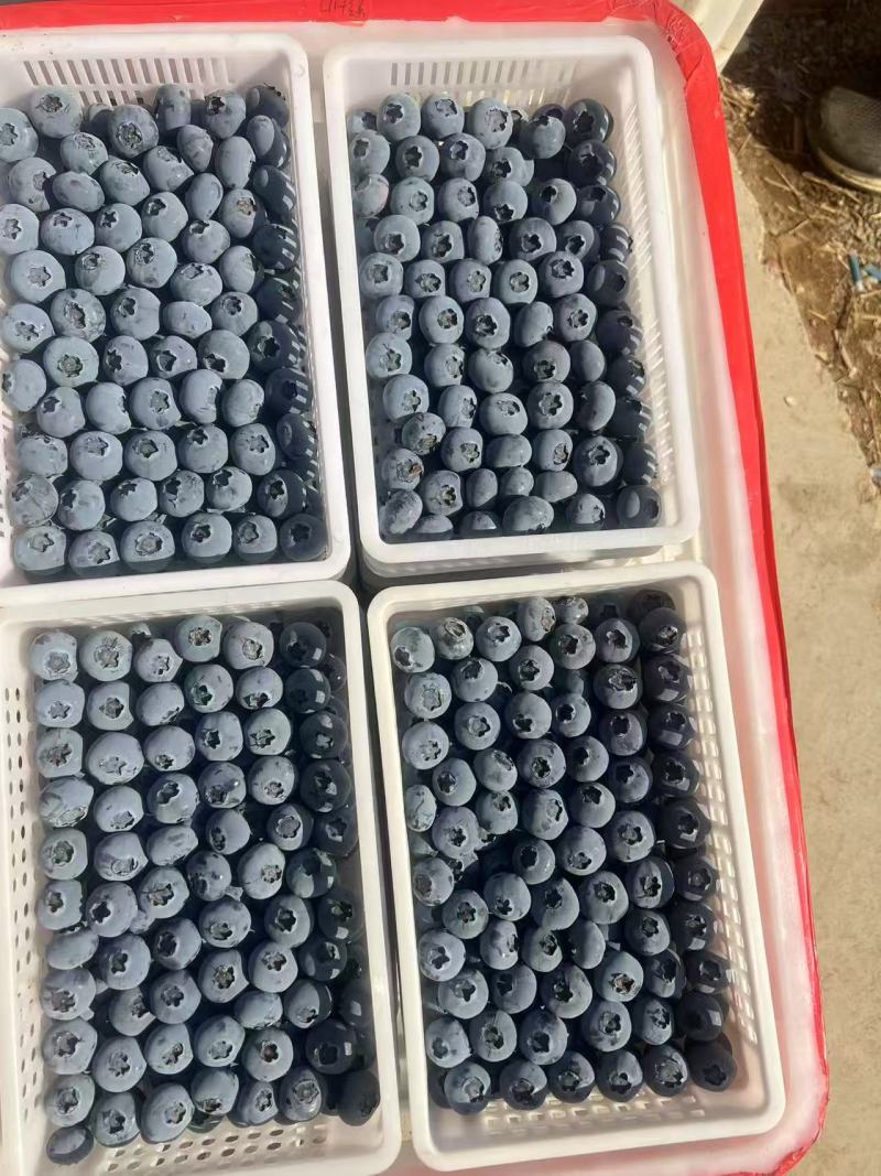 精品【山东蓝莓】H5，F6，L25，L11，H5规格齐全