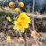专业基地直素心蜡梅各规格切花