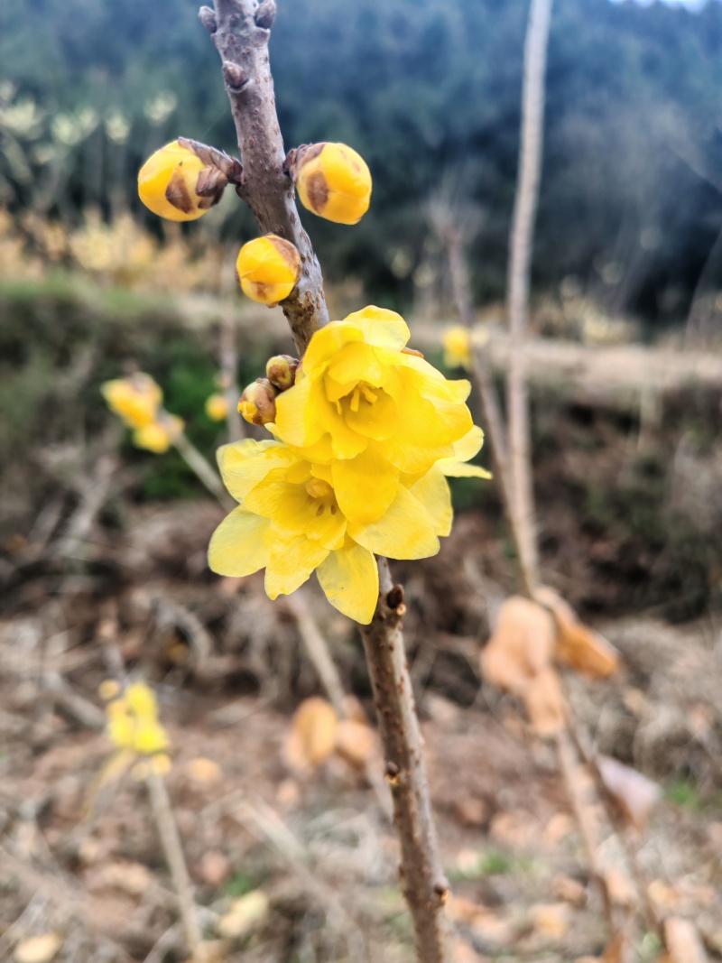专业基地直素心蜡梅各规格切花