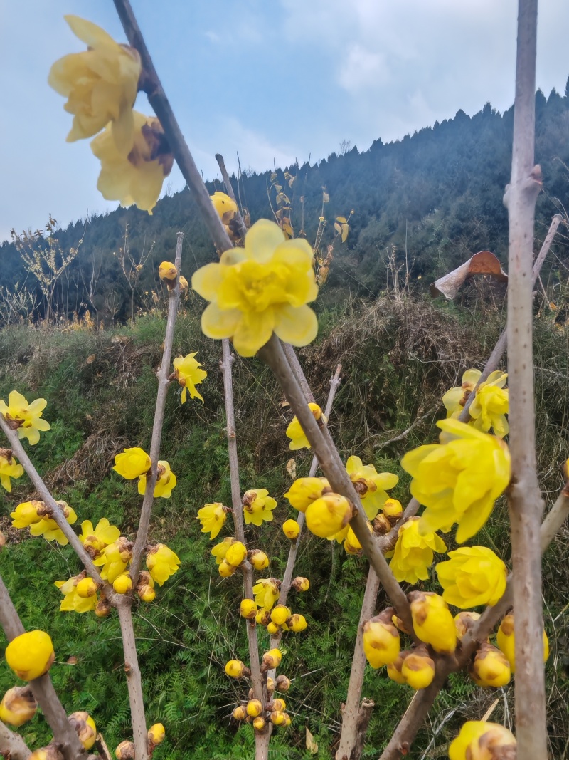 专业基地直素心蜡梅各规格切花