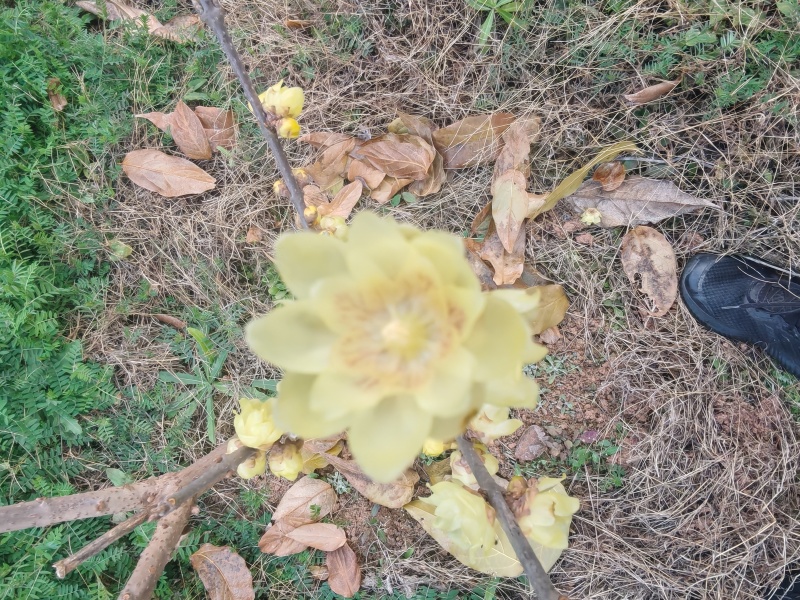 专业基地直素心蜡梅各规格切花