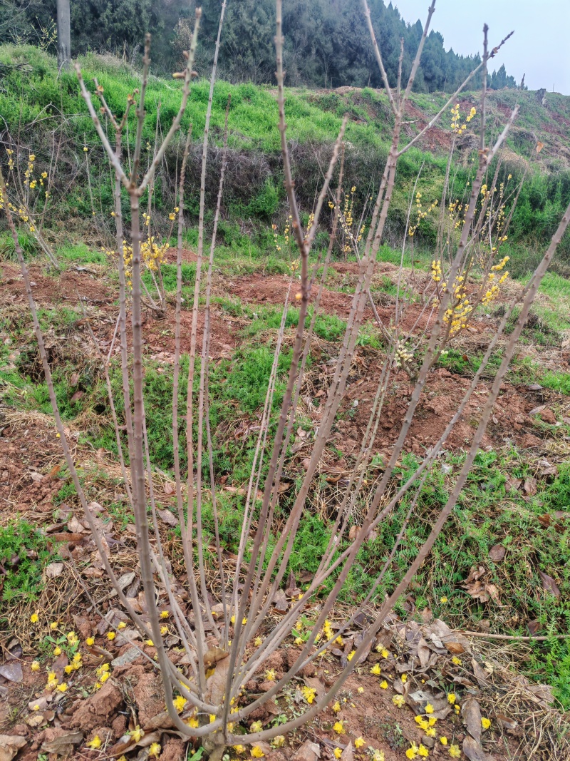 专业基地直素心蜡梅各规格切花