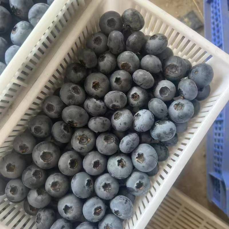 山东【蓝莓】瑞卡F6，H5，L25等对接市场档口电商