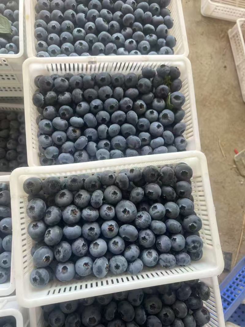山东【蓝莓】瑞卡F6，H5，L25等对接市场档口电商