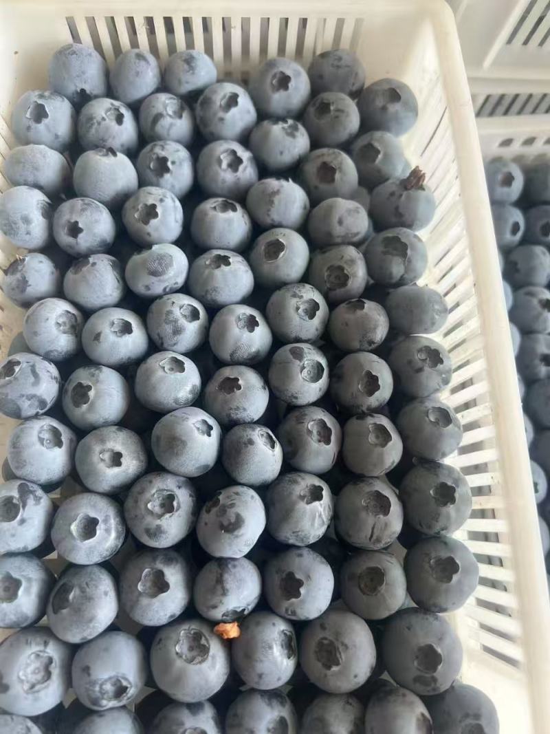 山东【蓝莓】瑞卡F6，H5，L25等对接市场档口电商