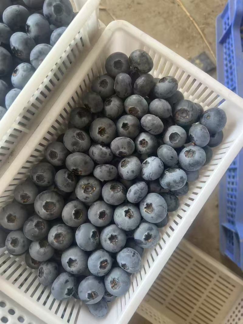 山东【蓝莓】瑞卡F6，H5，L25等对接市场档口电商