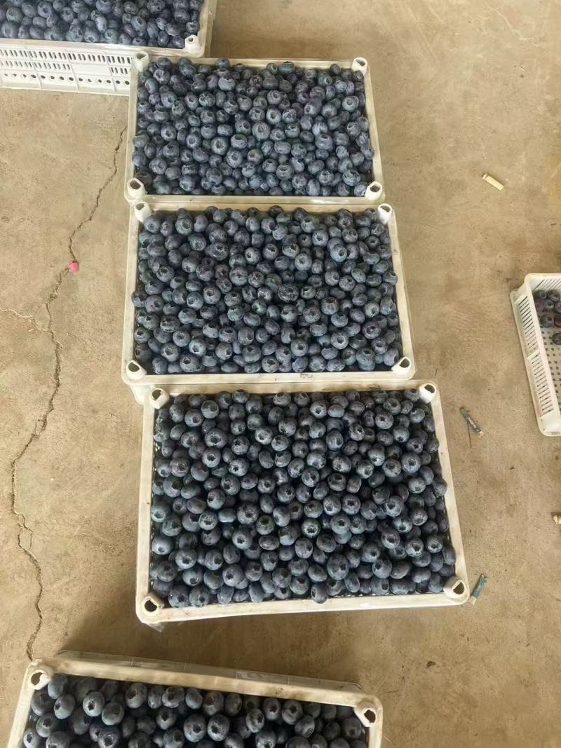 山东【蓝莓】瑞卡F6，H5，L25等对接市场档口电商
