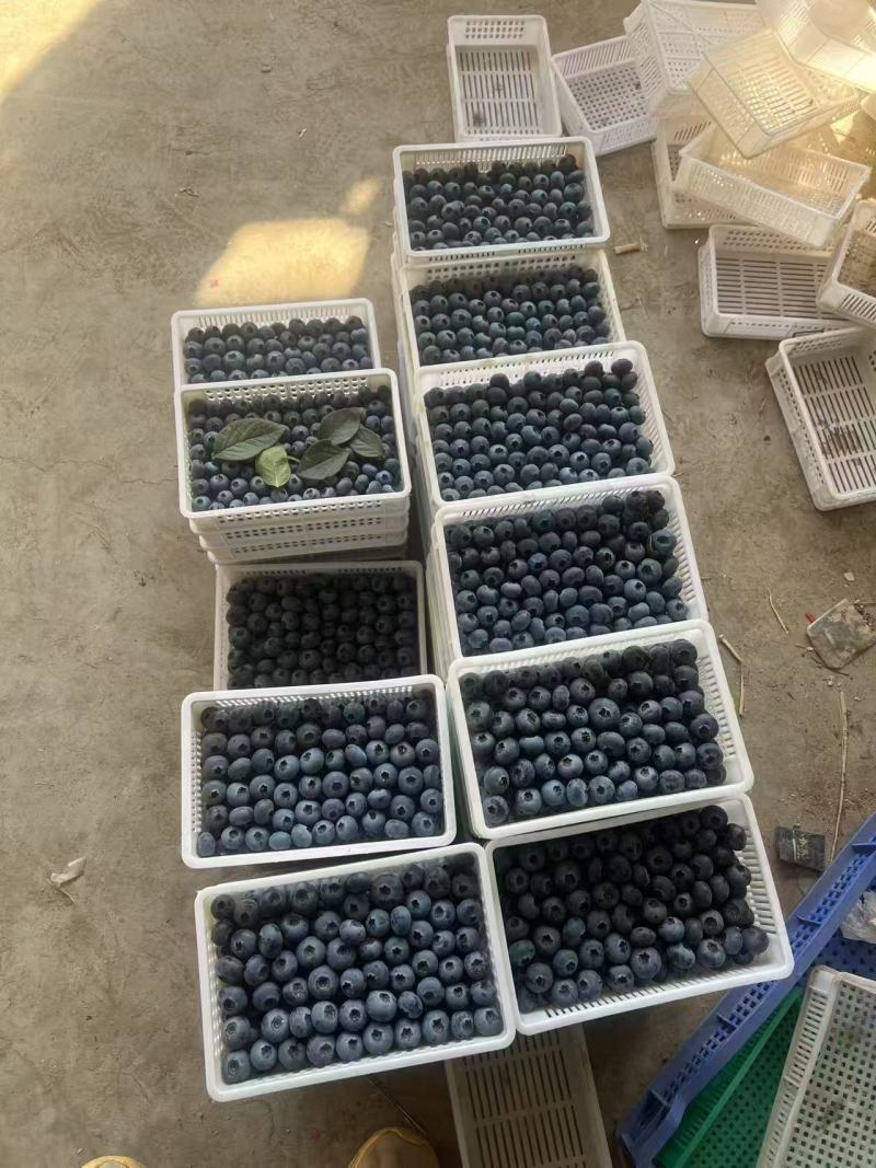 山东【蓝莓】瑞卡F6，H5，L25等对接市场档口电商