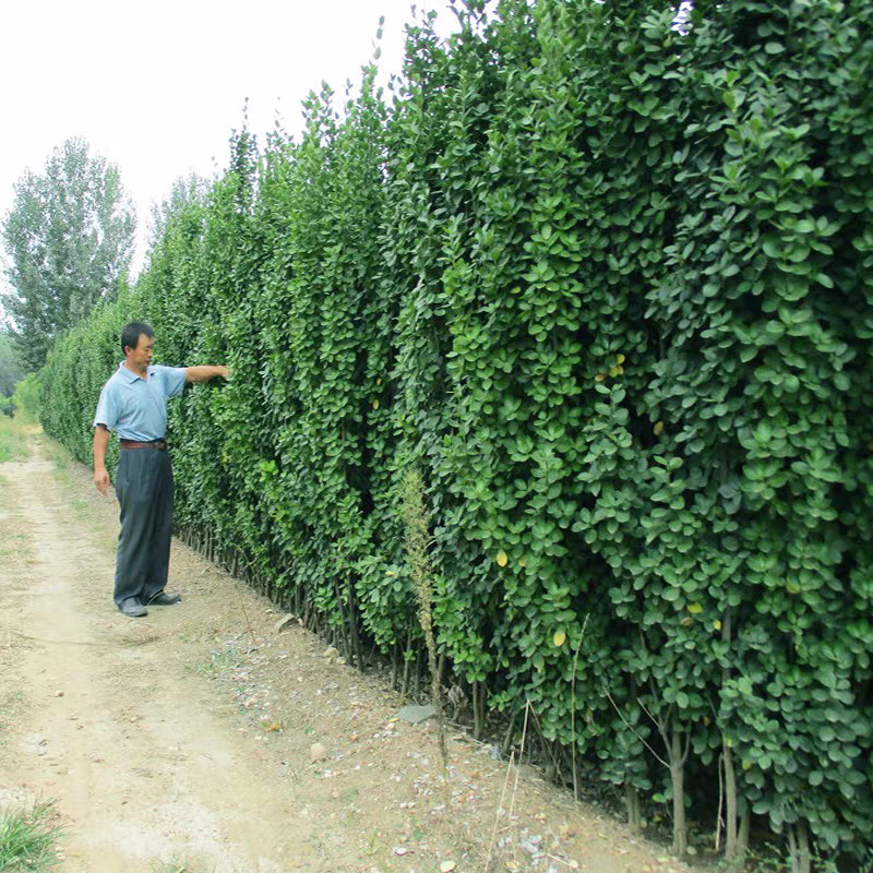 北海道黄杨庭院围墙篱笆植物四季常青法国耐寒绿篱绿