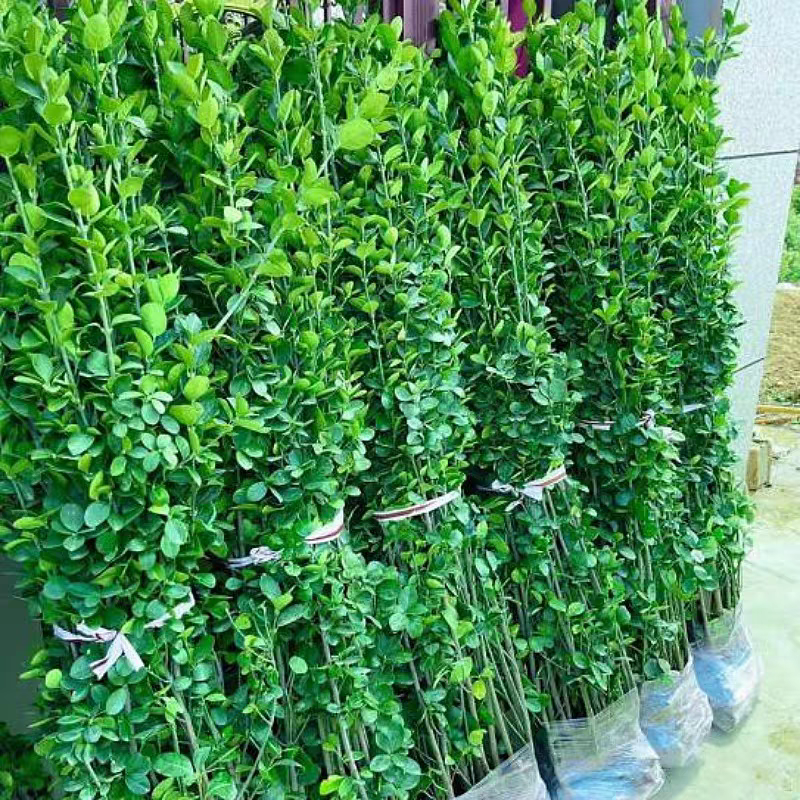 北海道黄杨庭院围墙篱笆植物四季常青法国耐寒绿篱绿