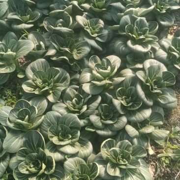 大青菜