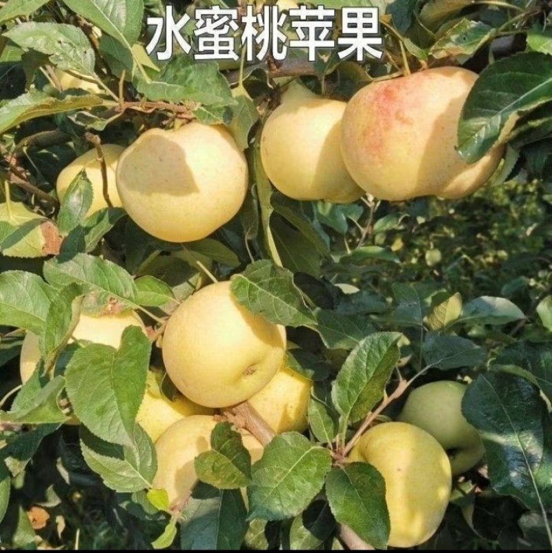 水蜜桃苹果
