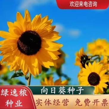 向日葵种子观赏食用太阳花葵花籽四季易活阳台盆栽庭院花海