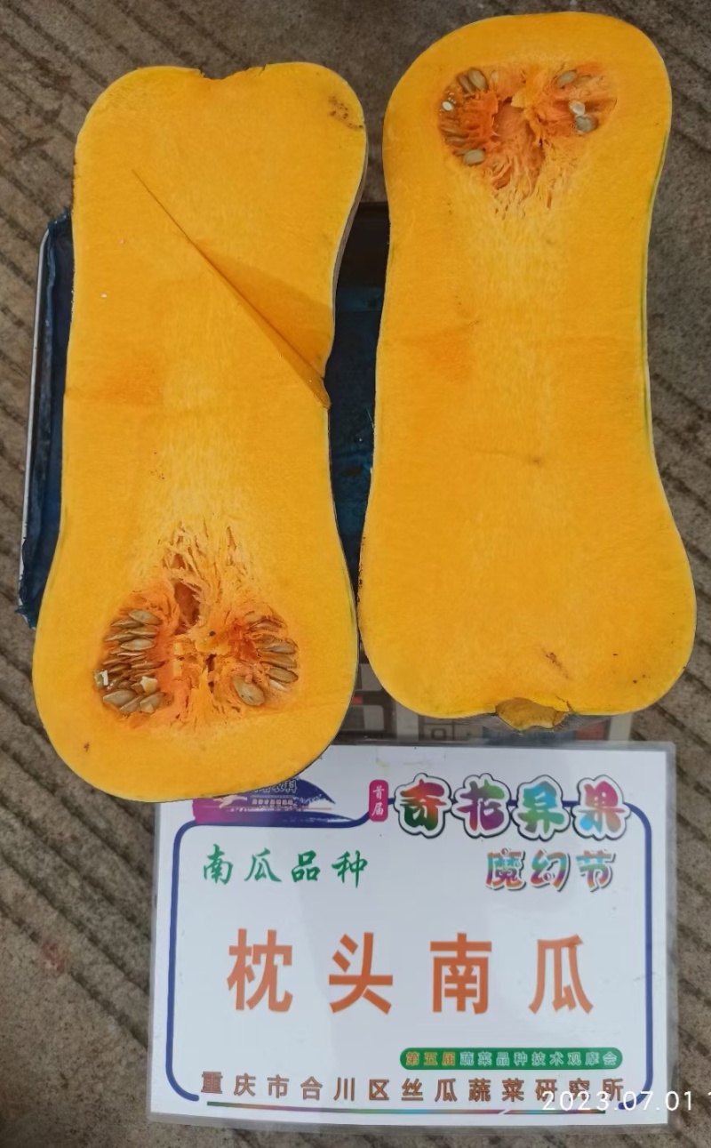 南瓜种子枕头南瓜甜面心小实心南瓜结瓜多产量高