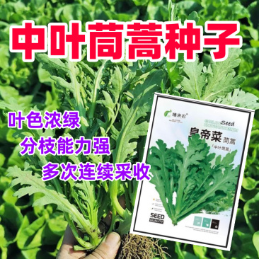 中叶茼蒿种子茎秆绿色中叶带锯齿叶片肥厚质地柔嫩
