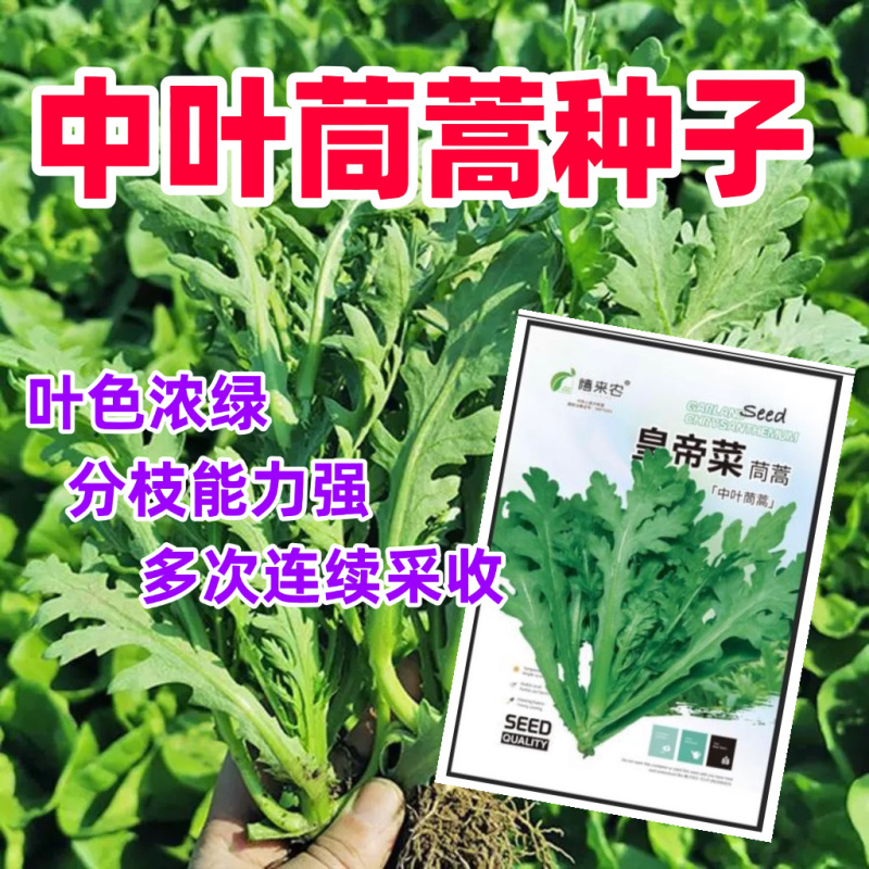 中叶茼蒿种子茎秆绿色中叶带锯齿叶片肥厚质地柔嫩