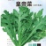 中叶茼蒿种子茎秆绿色中叶带锯齿叶片肥厚质地柔嫩