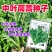 中叶茼蒿种子茎秆绿色中叶带锯齿叶片肥厚质地柔嫩