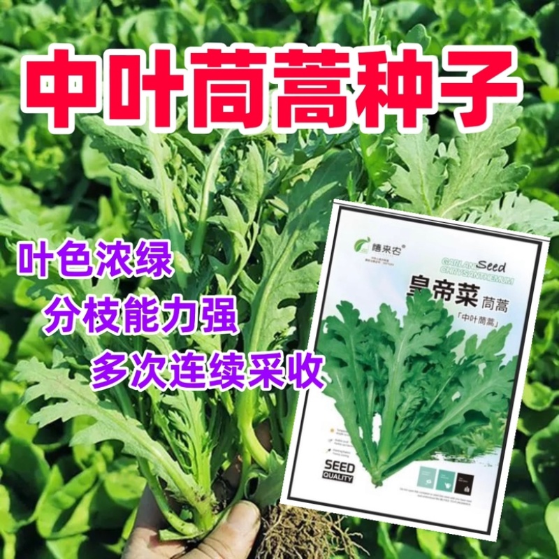 中叶茼蒿种子茎秆绿色中叶带锯齿叶片肥厚质地柔嫩