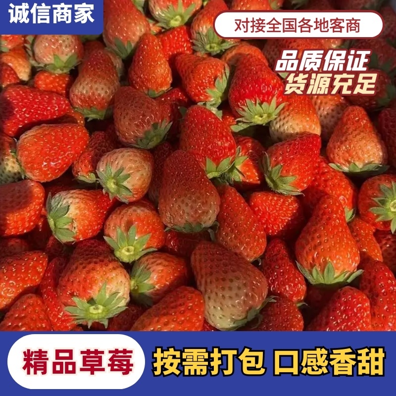 河南中牟县宁玉草莓大量上市供应各种渠道需要联系我吧