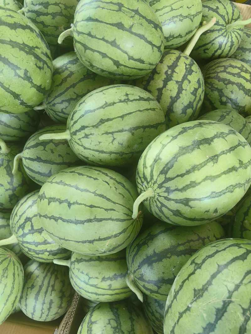 安徽小糖丸西瓜吊瓜早春红玉西瓜承接商超电商供货代发