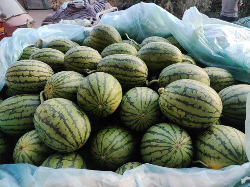 安徽小糖丸西瓜吊瓜早春红玉西瓜承接商超电商供货代发