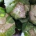 25年汉中白花菜花加工厂花白紧凑，一手货源全国发货