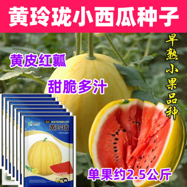 黄玲珑小西瓜种子早熟礼品瓜果实圆形质酥脆甜多汁