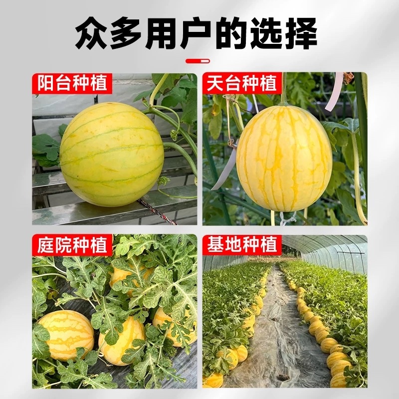 黄玲珑小西瓜种子早熟礼品瓜果实圆形质酥脆甜多汁