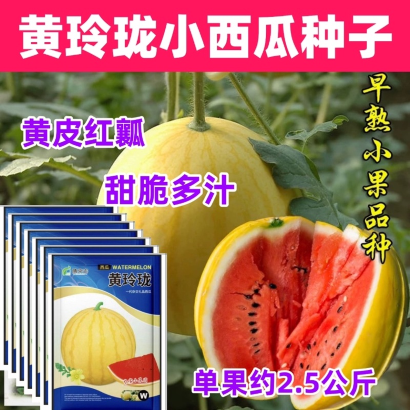 黄玲珑小西瓜种子早熟礼品瓜果实圆形质酥脆甜多汁