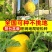 黄玲珑小西瓜种子早熟礼品瓜果实圆形质酥脆甜多汁