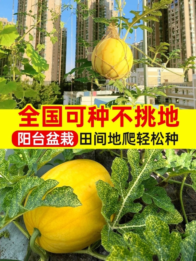 黄玲珑小西瓜种子早熟礼品瓜果实圆形质酥脆甜多汁