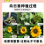 向日葵种子观赏食用太阳花葵花籽四季易活阳台盆栽庭院花海
