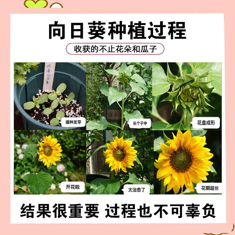 向日葵种子观赏食用太阳花葵花籽四季易活阳台盆栽庭院花海