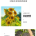 向日葵种子观赏食用太阳花葵花籽四季易活阳台盆栽庭院花海