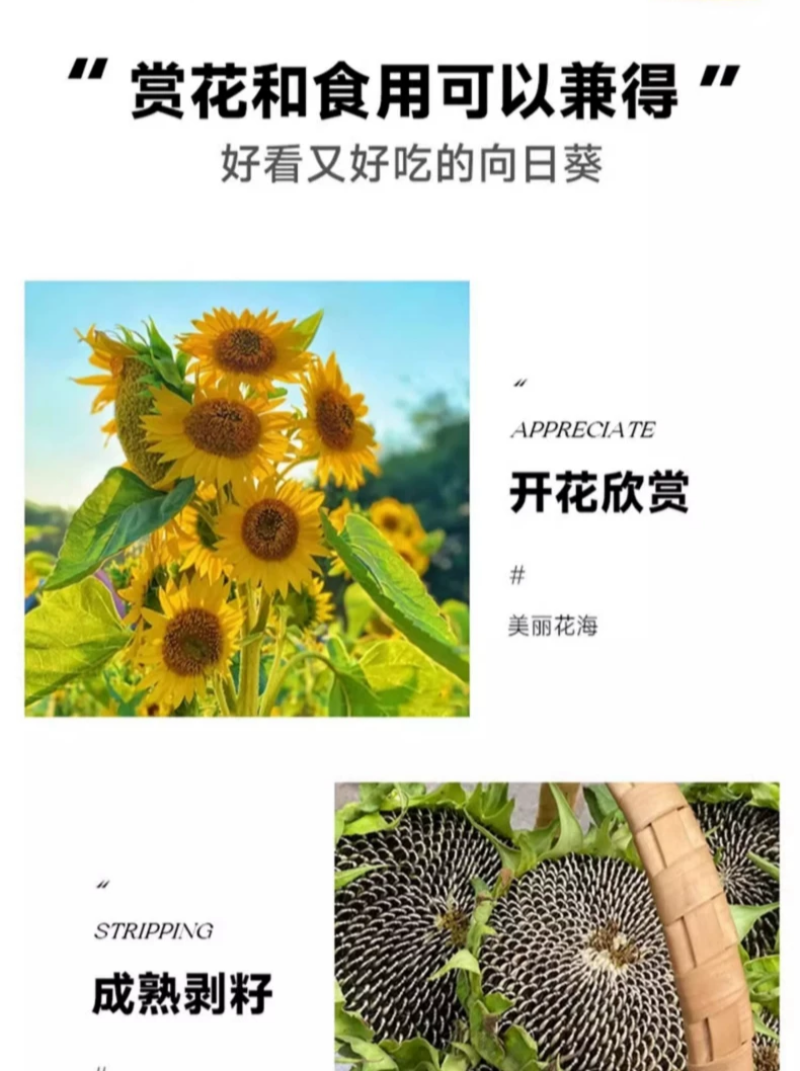 向日葵种子观赏食用太阳花葵花籽四季易活阳台盆栽庭院花海