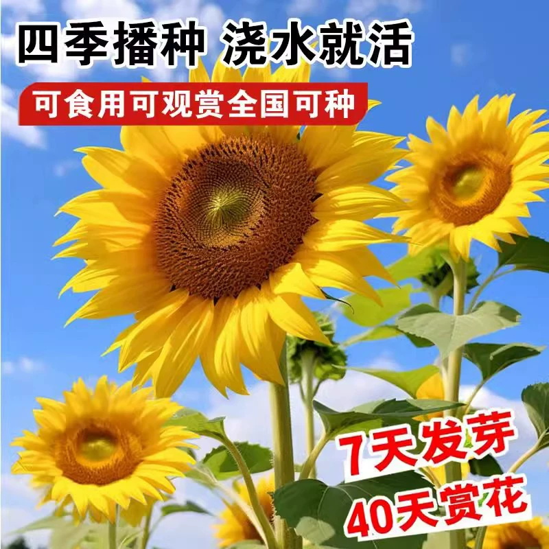 向日葵种子观赏食用太阳花葵花籽四季易活阳台盆栽庭院花海