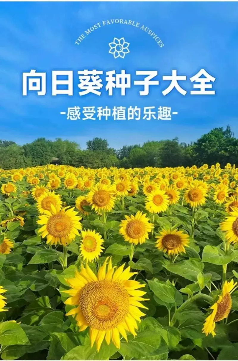 向日葵种子观赏食用太阳花葵花籽四季易活阳台盆栽庭院花海