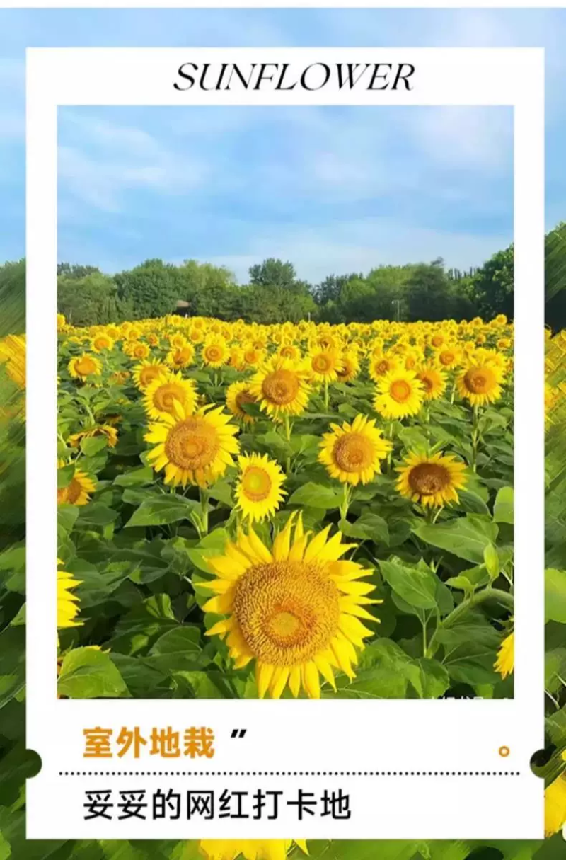 向日葵种子观赏食用太阳花葵花籽四季易活阳台盆栽庭院花海