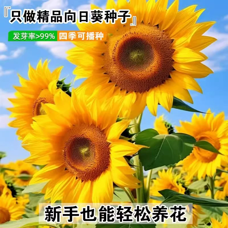 向日葵种子观赏食用太阳花葵花籽四季易活阳台盆栽庭院花海