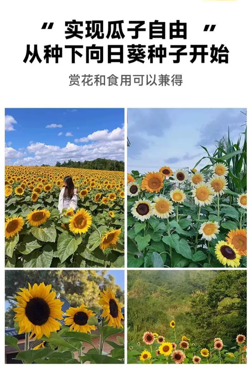 向日葵种子观赏食用太阳花葵花籽四季易活阳台盆栽庭院花海